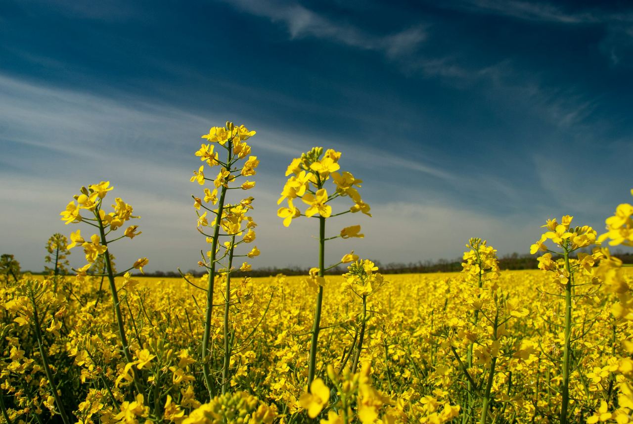 Canola in flower against an evening sky