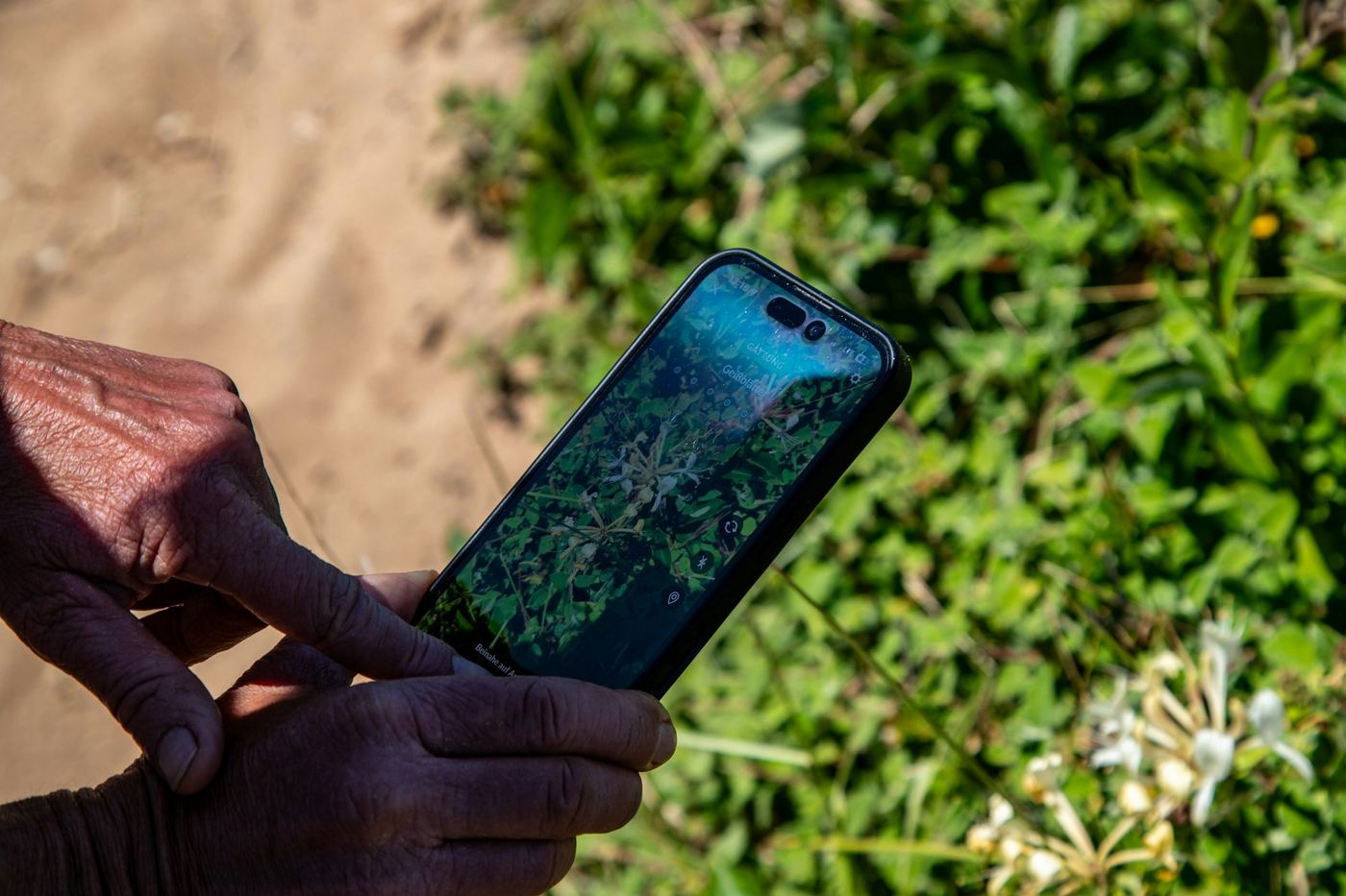A farmer holding a phone showing a satellite map of a paddock
