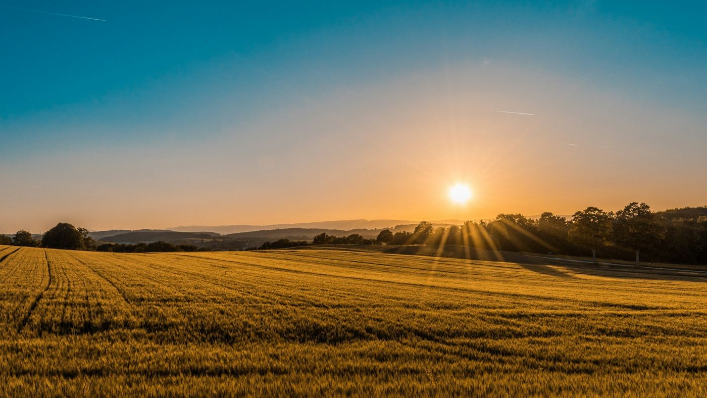 A golden cereal field at sunset