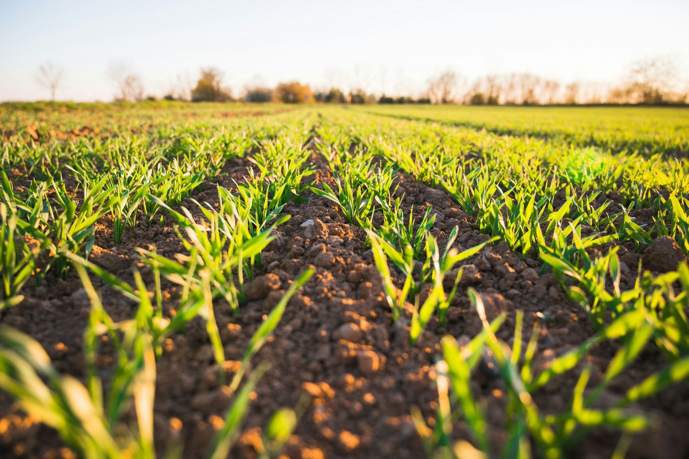 Young cereal rows emerging from tilled soil
