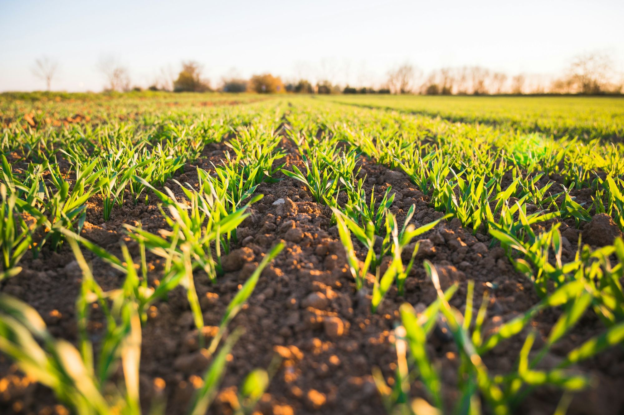 Young cereal rows emerging from tilled soil