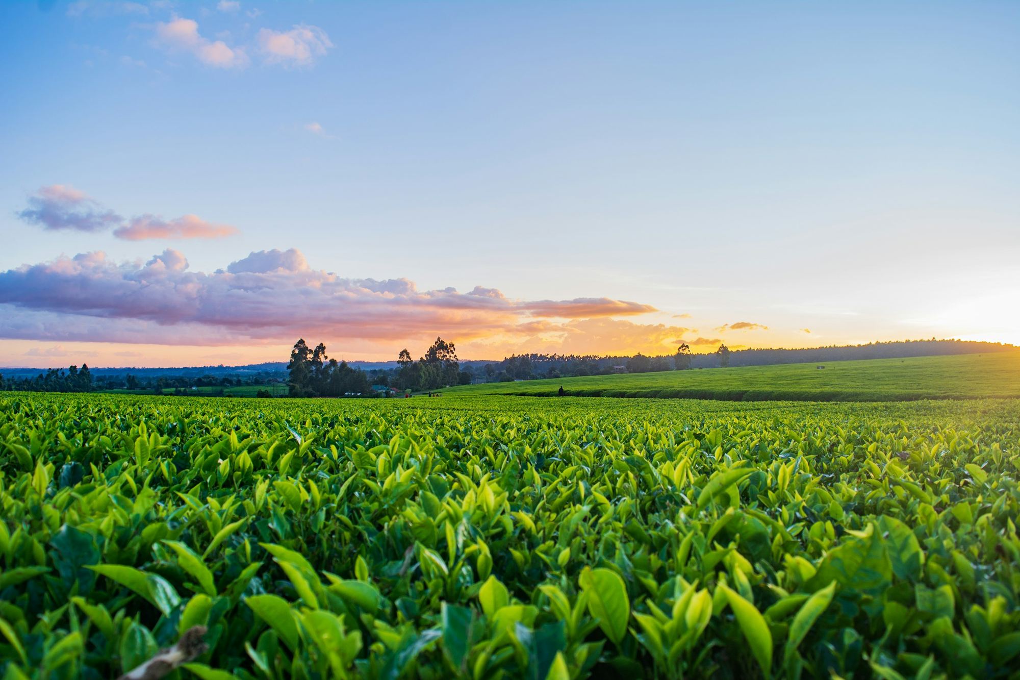 A green crop field under an evening sky