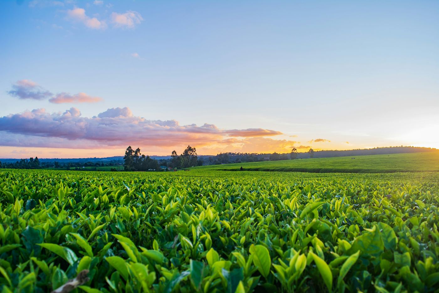 A green crop field under an evening sky