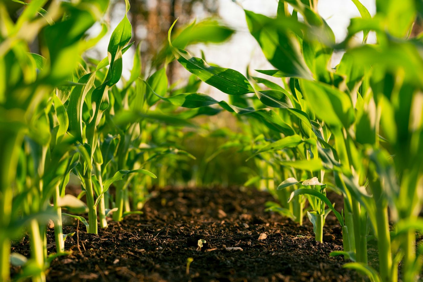 Young crop plants growing in rows of dark soil
